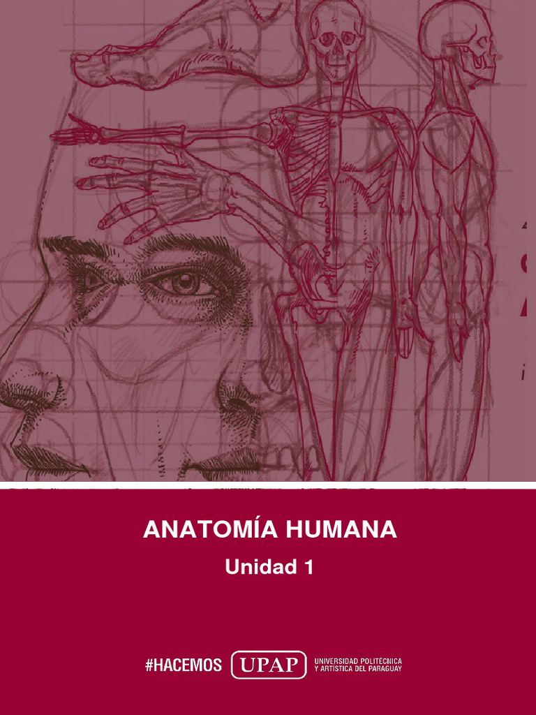 Unidad I - Contenido - Anatomía Humana - 1 - 1155328992 | PDF ...