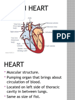 Biology - Human Heart