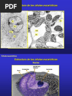 3.CelulaEucariotica