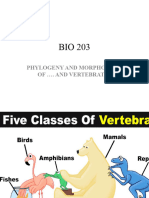 Bio 203 Vertebrates Complete Lecture Notes