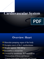 Cardiovascular System