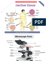 Connective Tissues