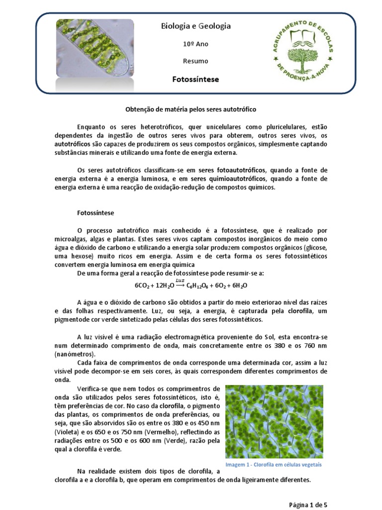 Bioenergética | Blog do Prof. Djalma Santos | Página 5, image size:768x1024