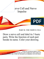 Nerve Cell and Nerve Impulse To