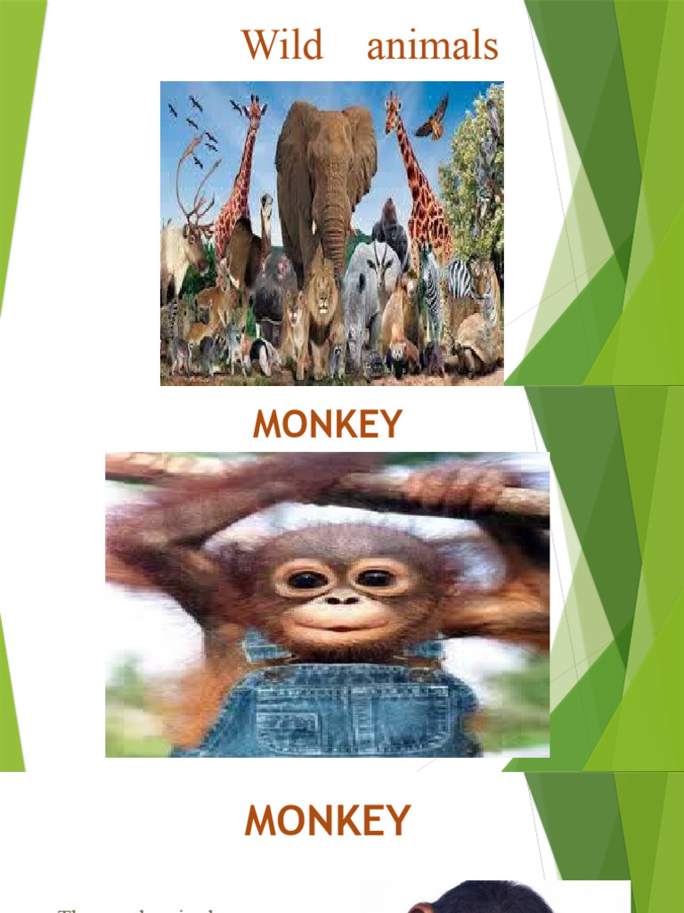 Animal visual data 3