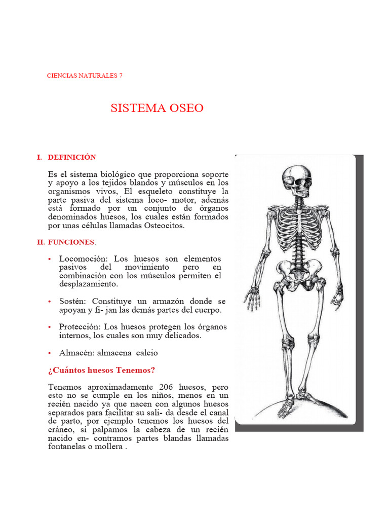 El Sistema Oseo y Sus Partes | PDF | Esqueleto | Anatomía