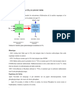 Phase Dassimilation Du Carbone