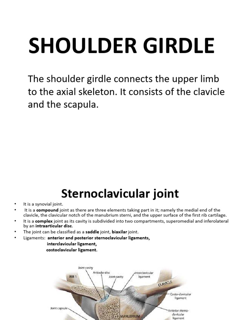 Anatomy and Function of the Shoulder Girdle | PDF | Anatomical Terms Of ...