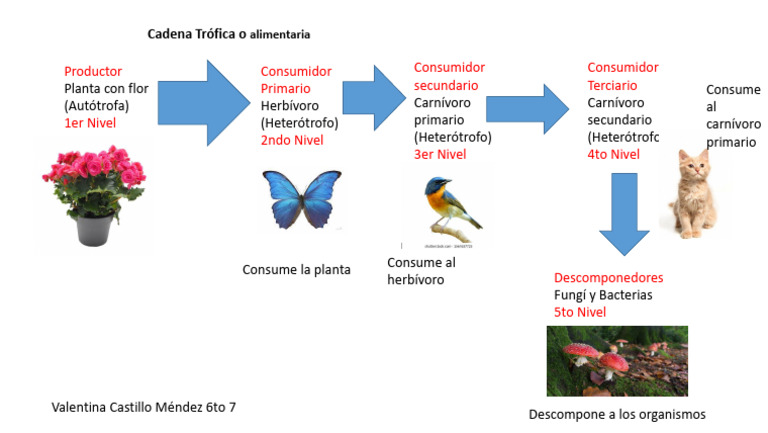 Cadena Trófica y Alimentaria | PDF