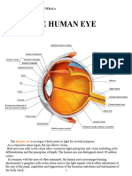 The Human Eye