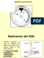 DUPLICACIÓN ADN-Prof Judith ENVÍO - 231022 - 201105