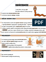 Pierścienice - Bezkręgowce o Wyraźnej Metamerii