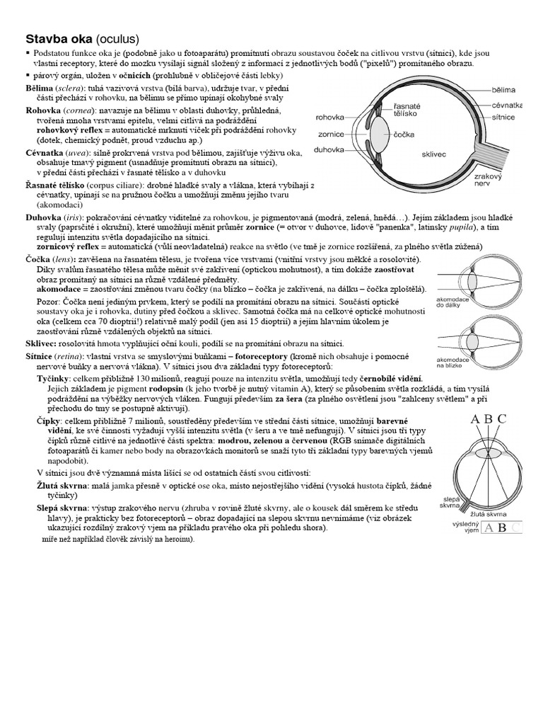 Stavba Oka | PDF