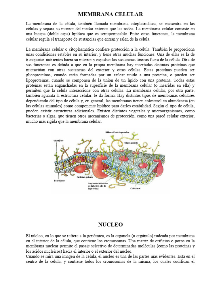 Estructura y funciones de la membrana celular | PDF | Biología Celular ...