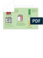 Types of Plant Cell