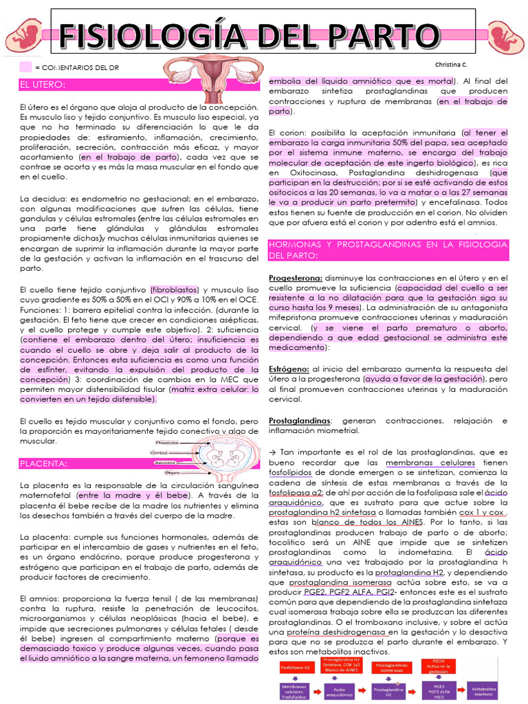 Fisiología y fases del trabajo de parto | PDF | Parto | El embarazo