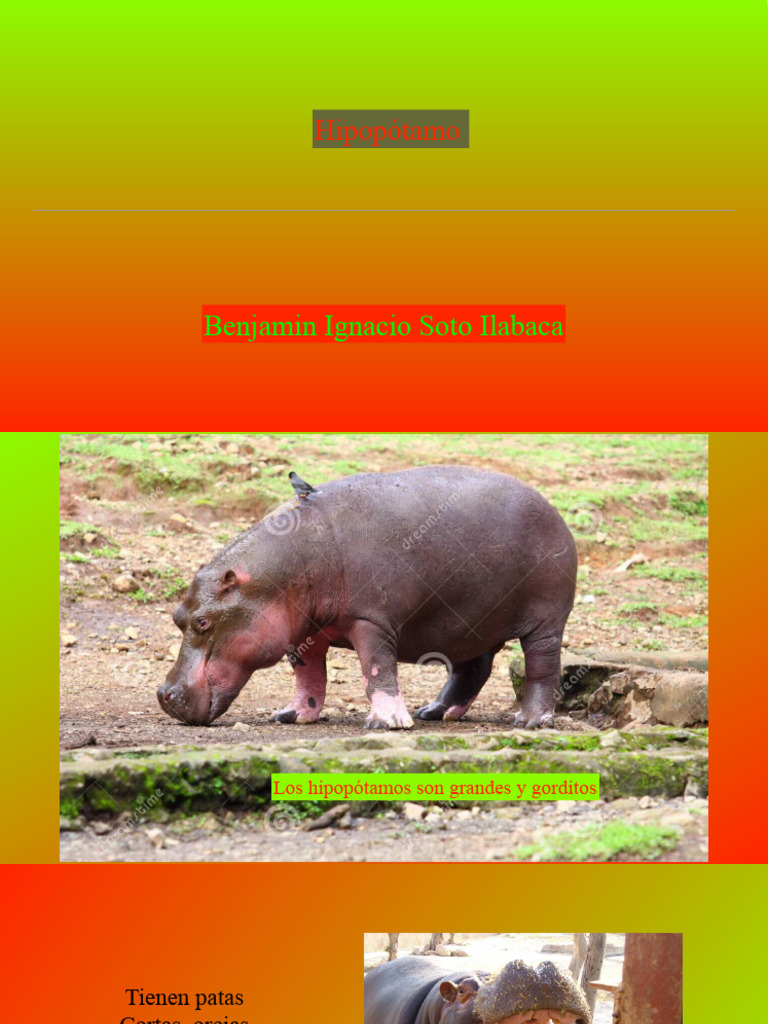 Características del Hipopótamo | PDF | Hogar, jardinería y bricolaje