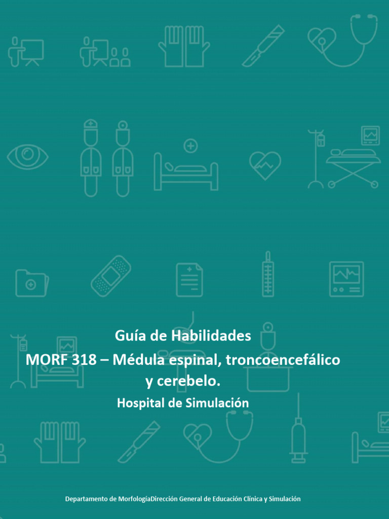 2.+Gu%C3%ADa+de+HabilidadesMORF318+M%C3%A9dula+espinal%2C ...