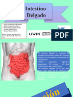 Intestino Delgado