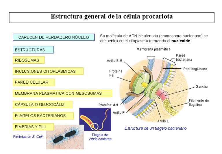 Estructura de la célula procariota | PDF | Las bacterias | Citoplasma