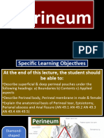 Perineum