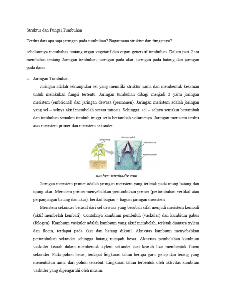 Struktur Dan Fungsi Tumbuhan | PDF
