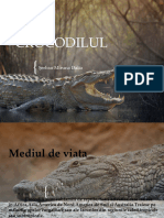 Croco Dil Ul