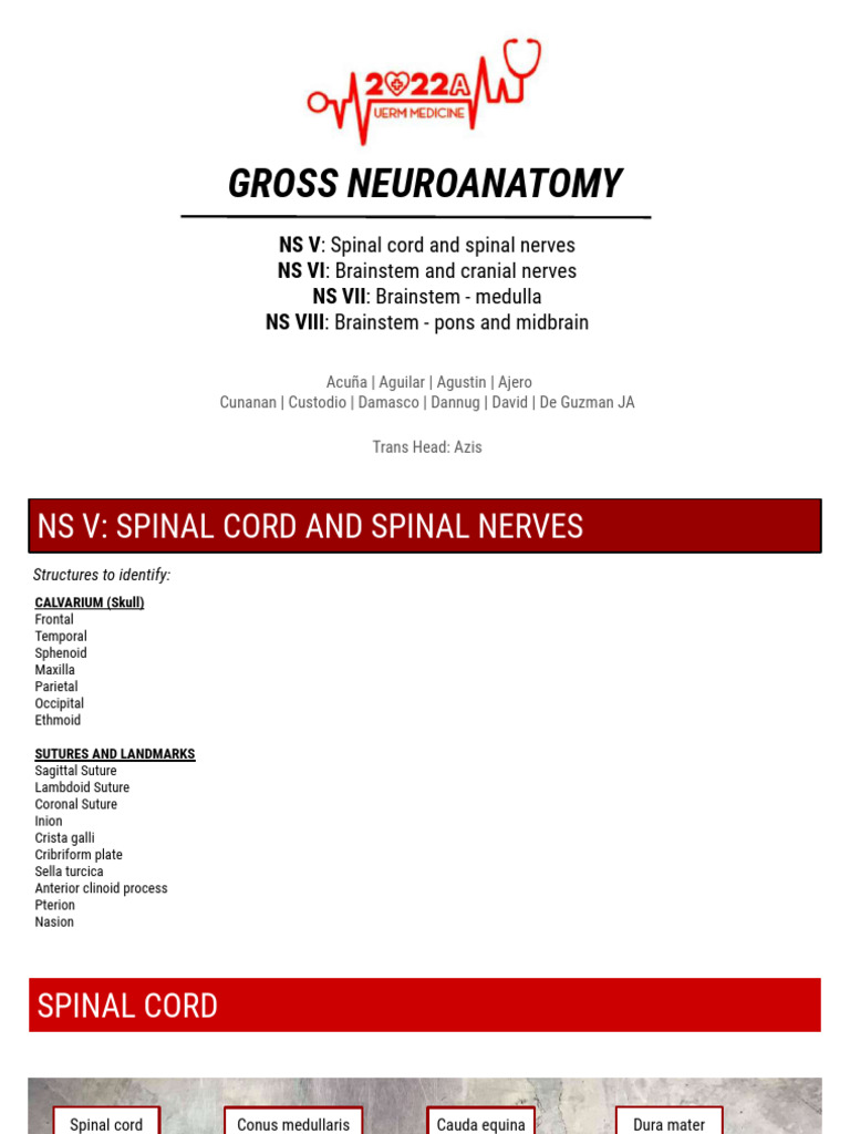 UERM GROSS Spinal Cord and Brainstem | PDF | Brainstem | Spinal Cord