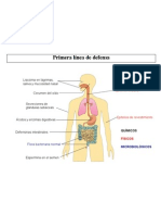 1ªlinea