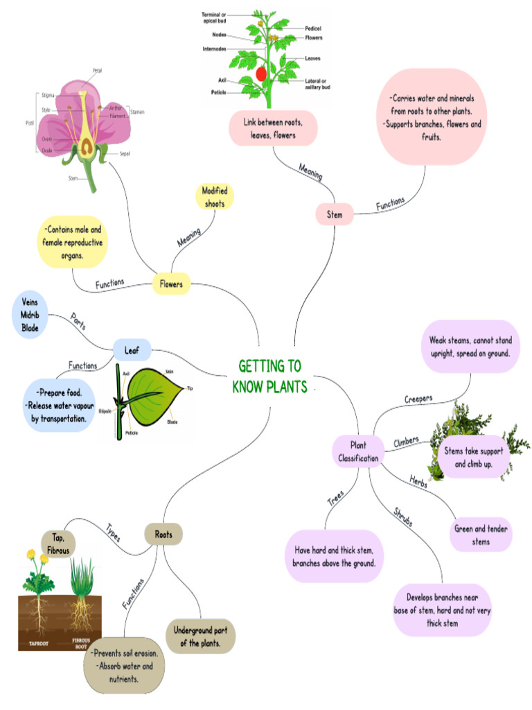 Plant Structure and Functions Mind Map | PDF | Leaf | Organisms