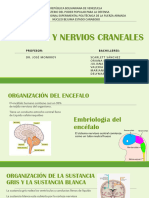 Grupo # 2 Encefalo y Nervios Craneales