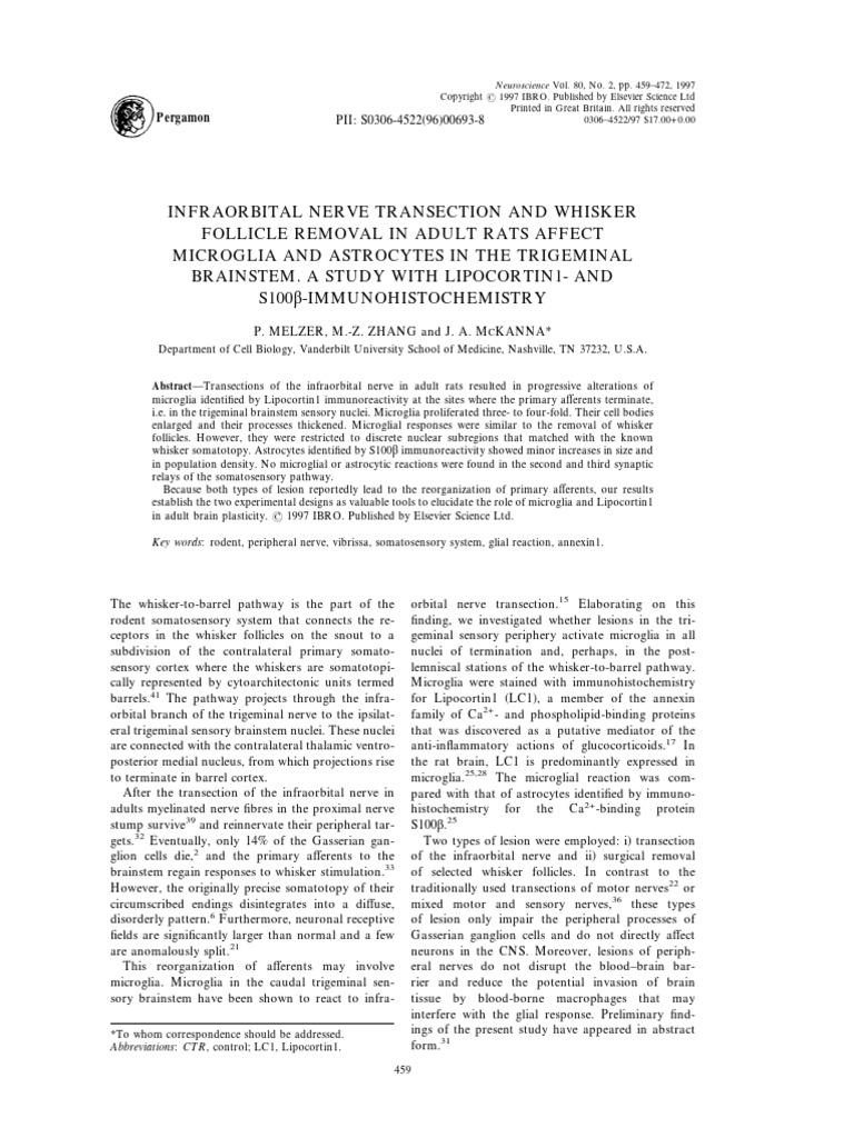 melzer1997-INFRAORBITAL NERVE TRANSECTION | PDF | Microglia | Nerve