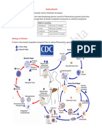 Antimalarial Lecture1-2