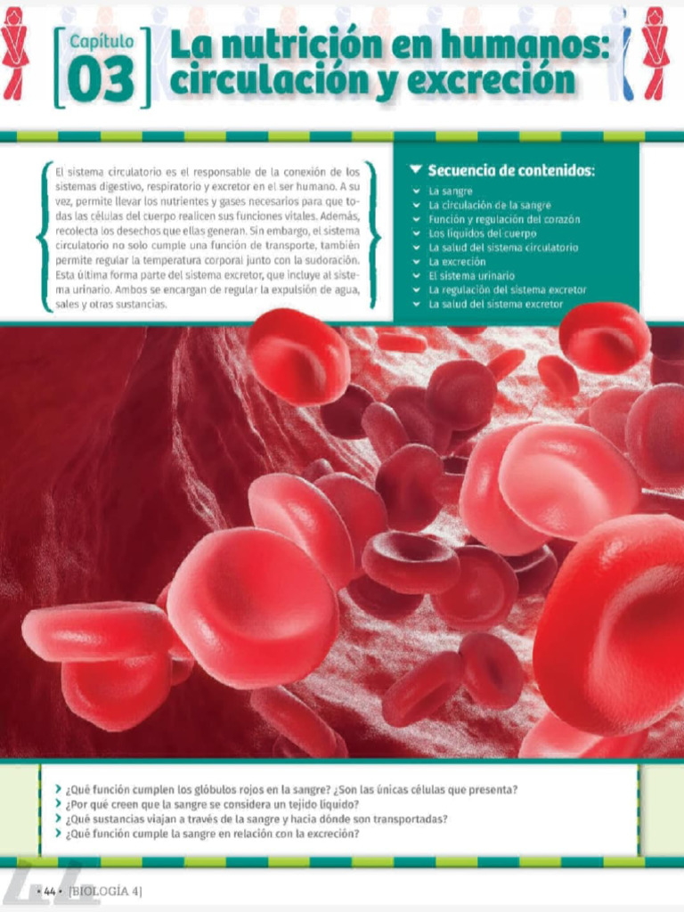 Circulación | PDF