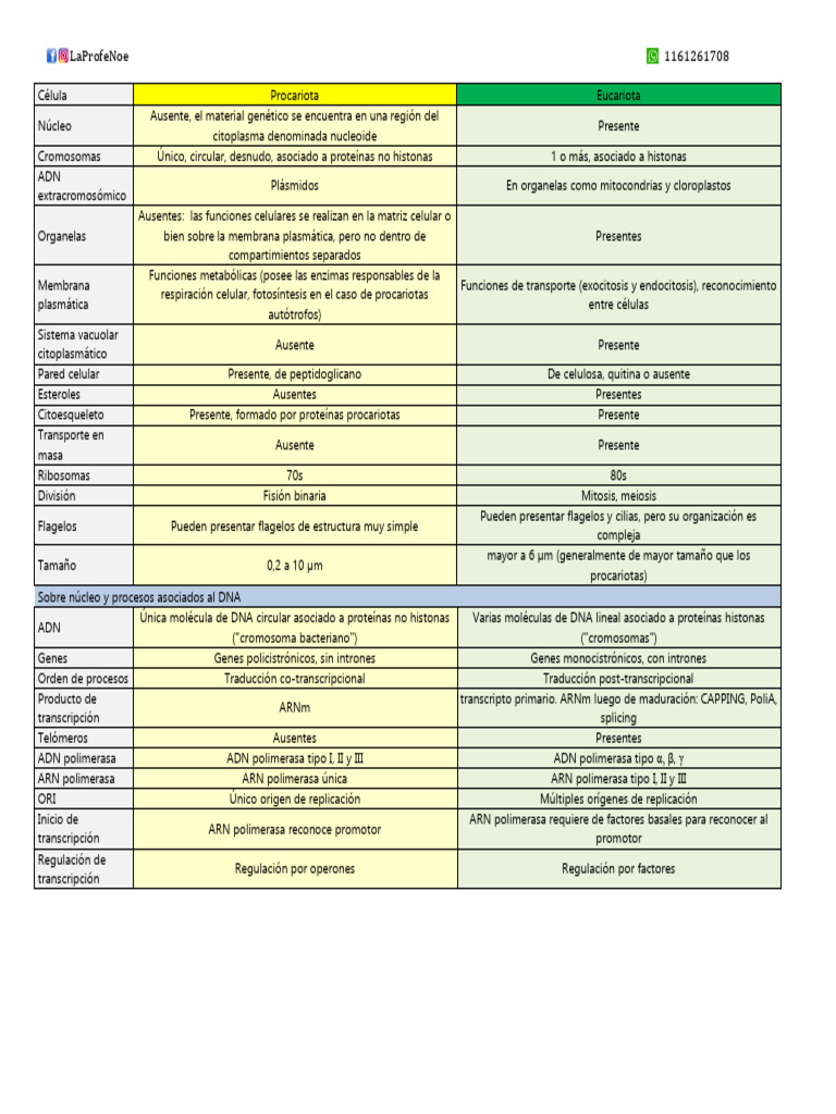 Comparativa entre Células Procariotas y Eucariotas | PDF | Biología ...
