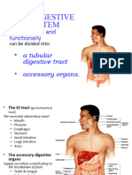 Digestive System