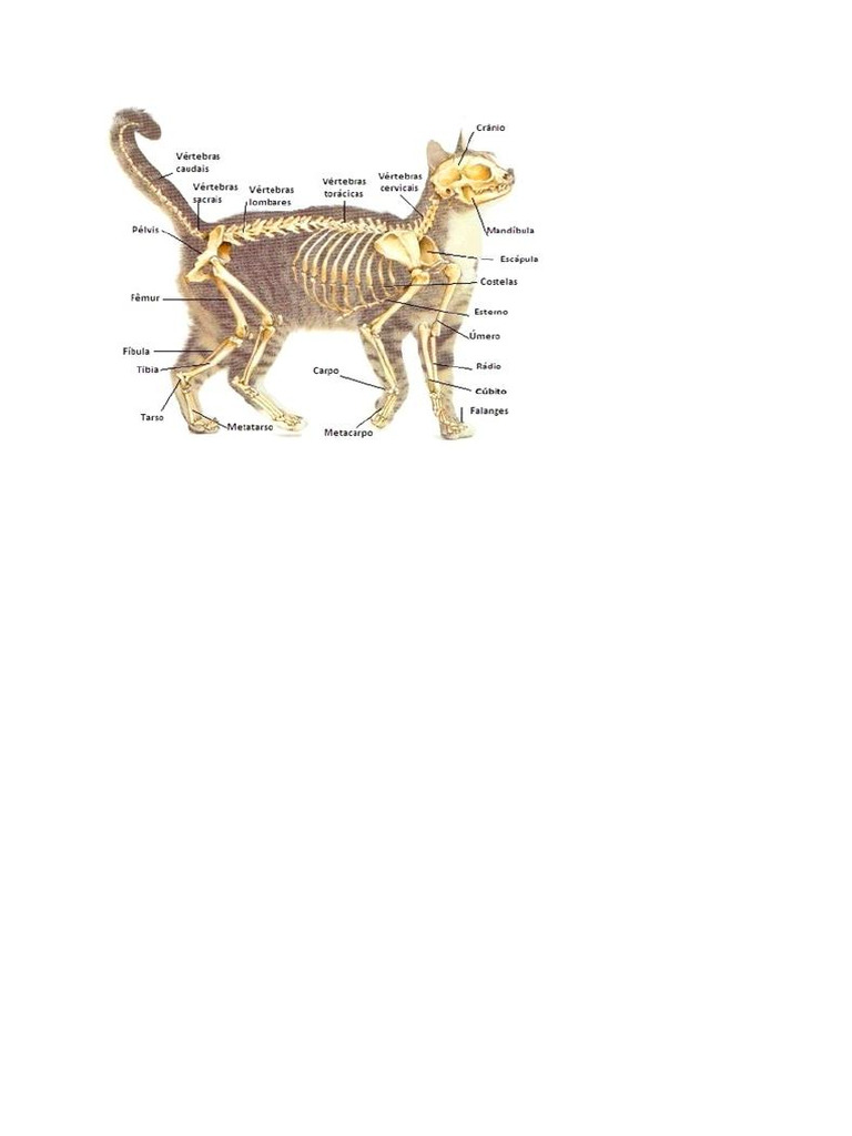Anatomia Gato Pdf