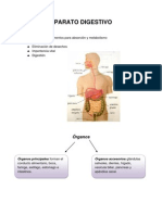 Aparato Digestivo
