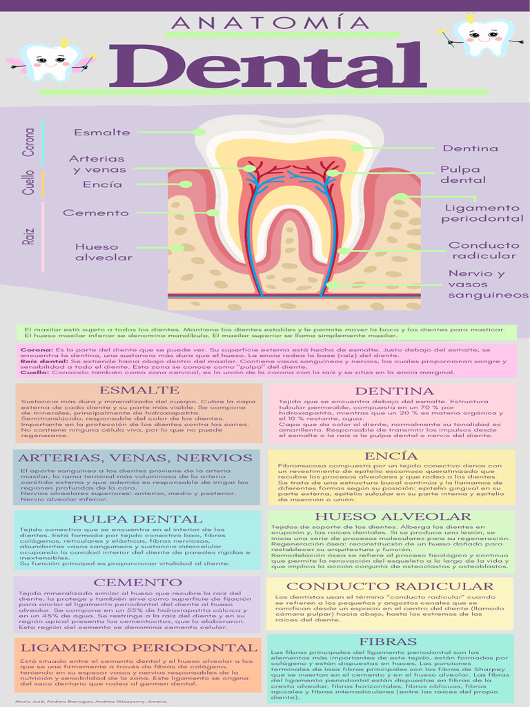 Anatomía Dental Descargar Gratis Pdf Diente Humano Esmalte De Dientes