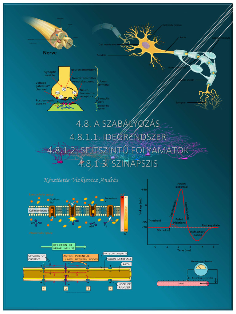 4 8 1 1 3 azidegrendszer pdf