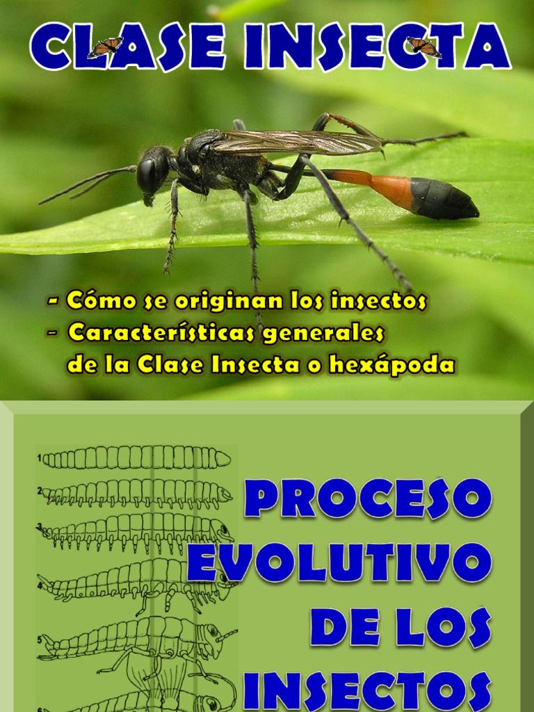1 b clase insecta evoluci n exoesqueleto coloraci n pdf insectos