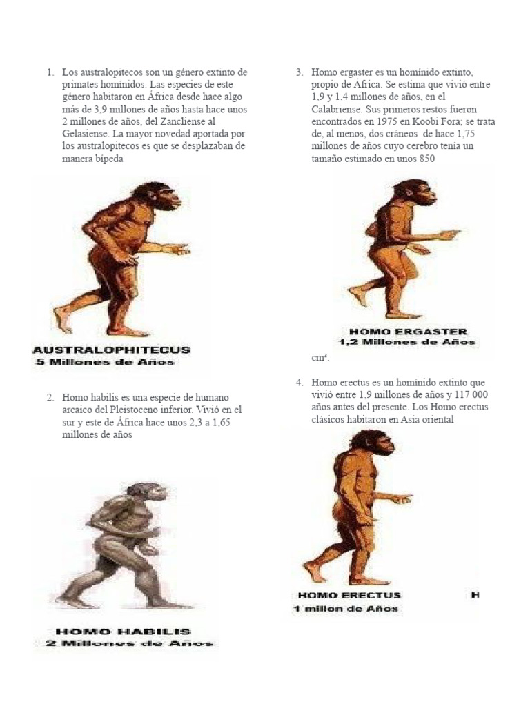 7 Etapas de La Evolucion Del Hombre | PDF
