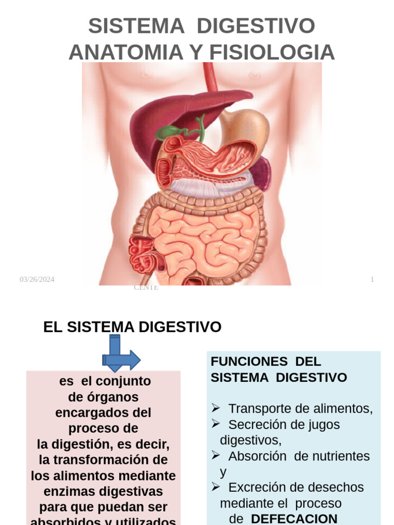 Función Y Estructura Del Sistema Digestivo Sistema Digestivo