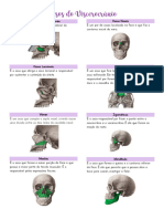 Ossos Do Viscerocrânio