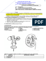 Aa Guia Taller Sistema Renal 2024 RN