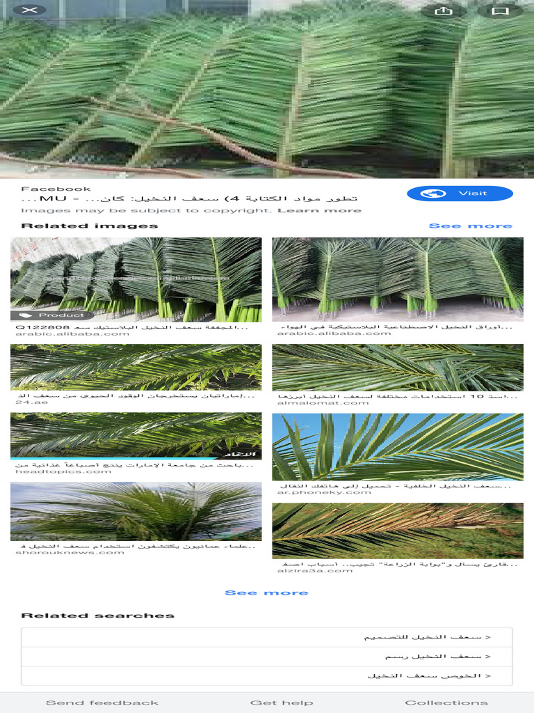 سعف النخيل - Google Search | PDF