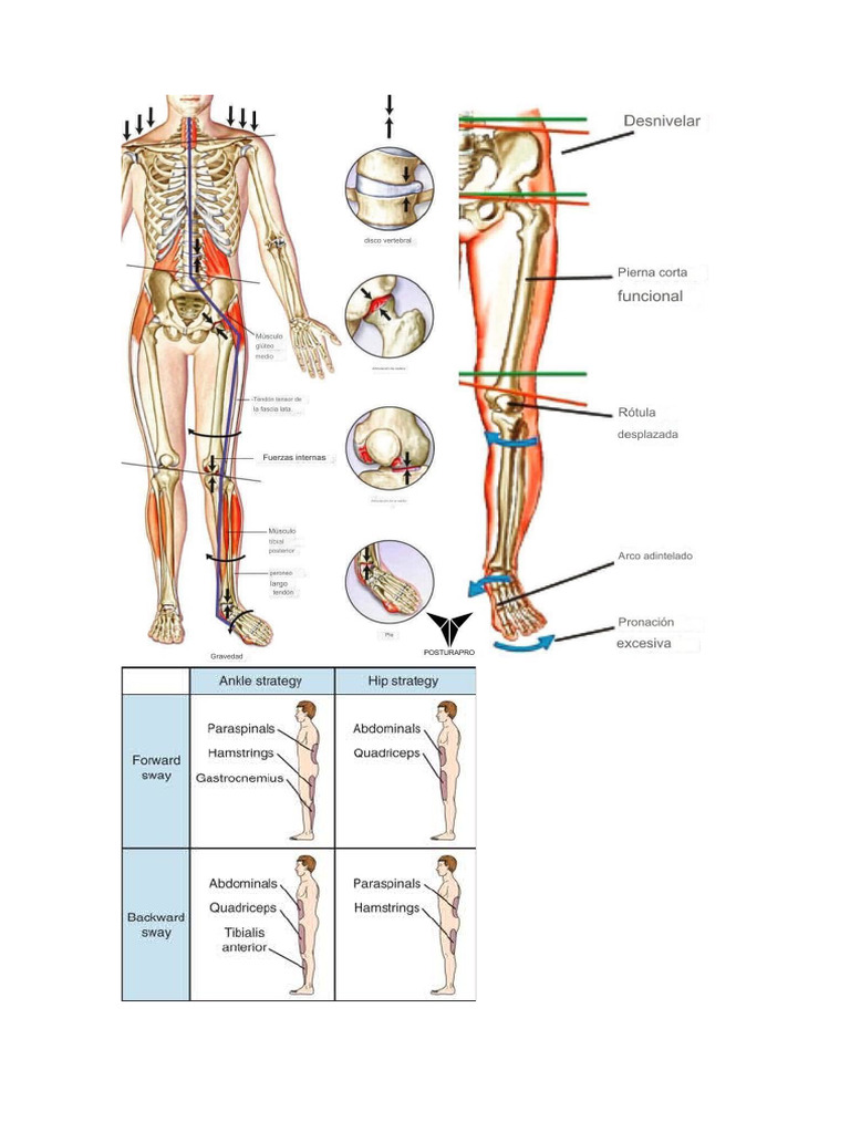 Pronacion de Pie | PDF