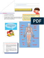 El Esqueleto Humano