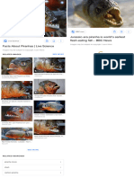 Piranha Fish - Google Search