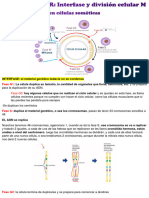 CICLO CELULAR Interfase y Mitosis